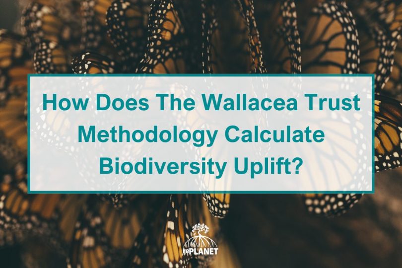 How Does The Wallacea Trust Methodology Calculate Biodiversity Uplift?